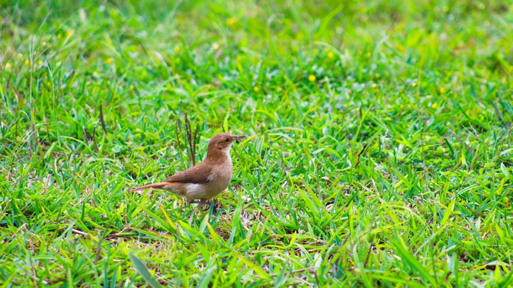 bird on grass