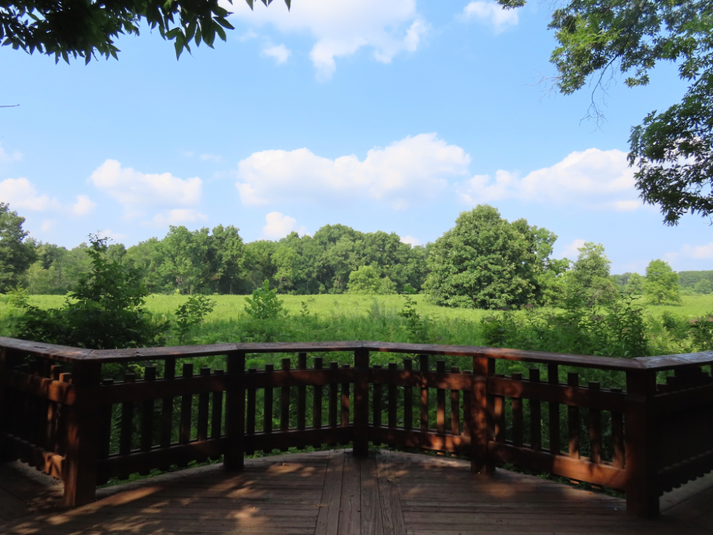 green scenery