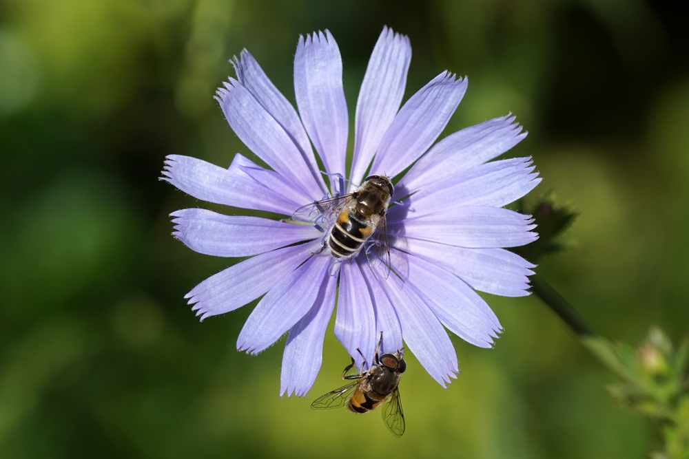insect on top of a flower