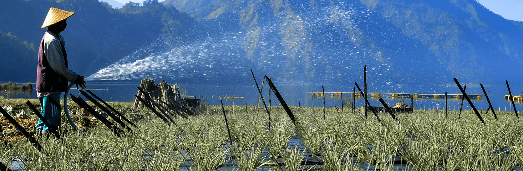 watering crops